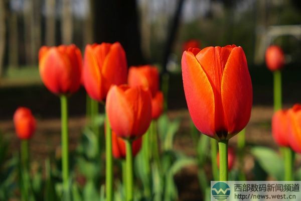 �������㡱����Tulip.com�����ˣ���������Tatta.com��ֵ50��